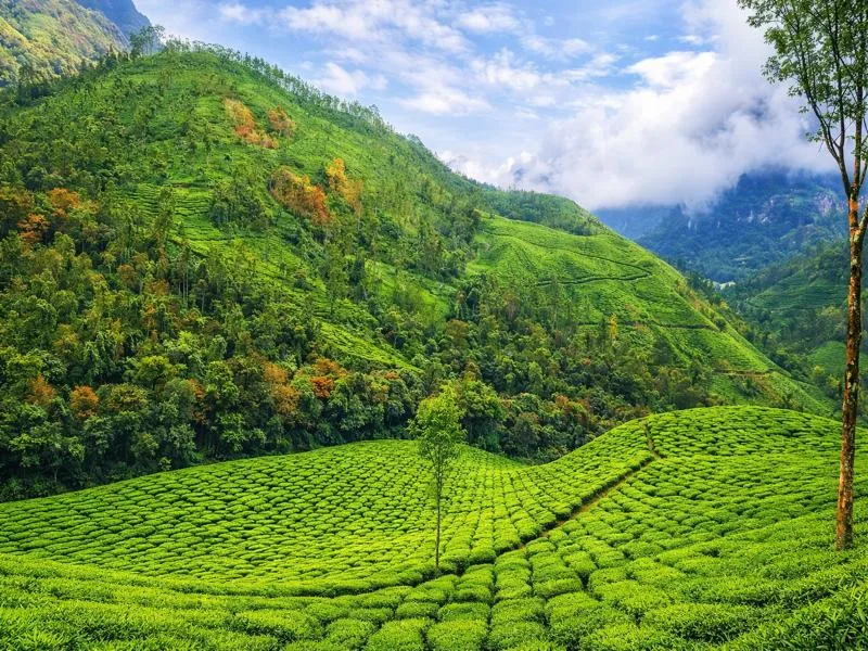 Munnar – Kodaikanal – Palani Tour (5 Days)